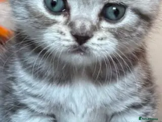 British Shorthair cats BSH/Scottish Fold kittens - Advert 6