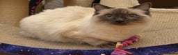 Ragdoll cats for sale: GCCF REGISTERED Ragdoll Kitten Blue Colourpoint - Advert 8