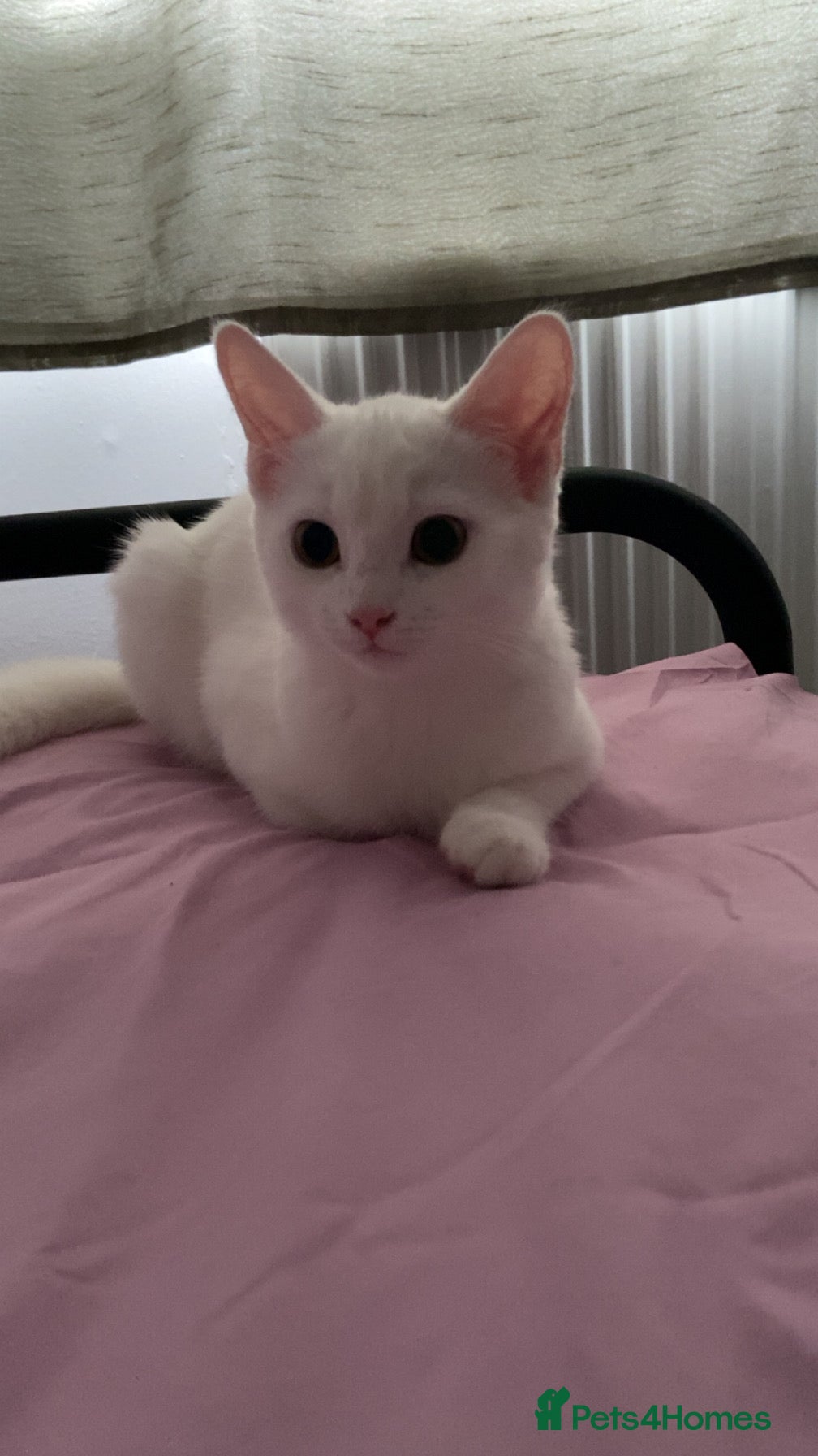 Mixed Breed cats 4 month old female kitten - Advert 2