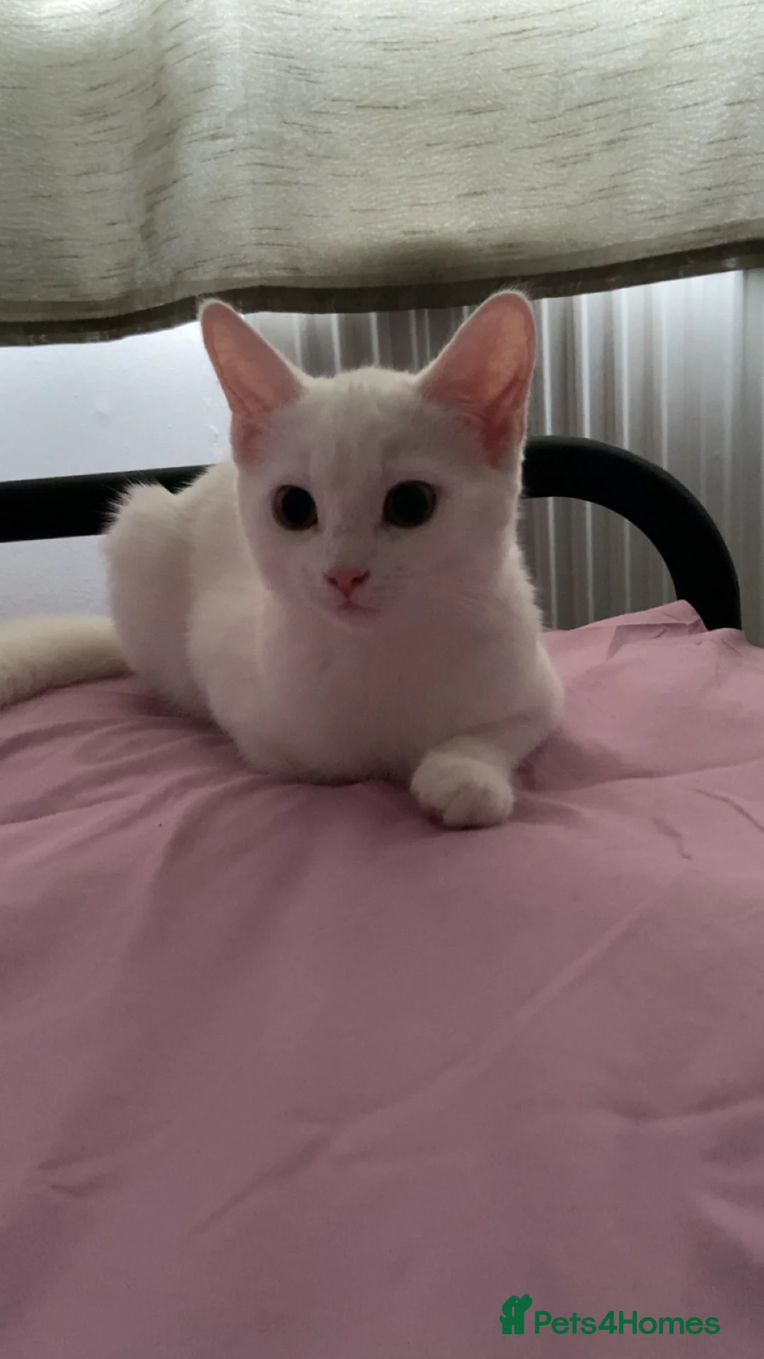 Mixed Breed cats for sale: 4 month old female kitten - Advert 1