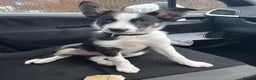 Mixed Breed dogs for sale: Smooth collie puppy - Advert 7