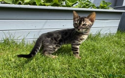 Bengal cats for sale: Bengal Kittens For Sale (Ready To Go - 1 left) - Image 1