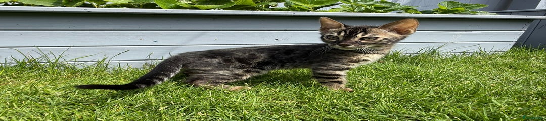 Bengal Kitten 4