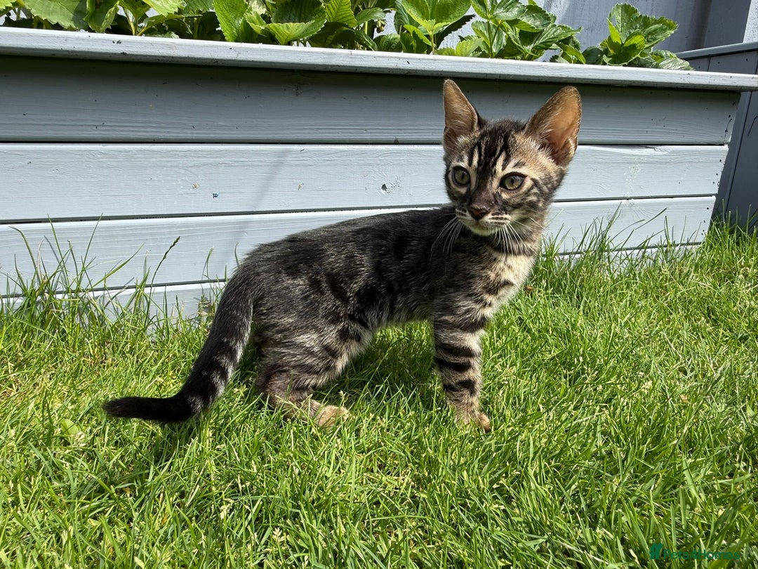 Bengal cats for sale: Bengal Kittens For Sale (Ready To Go - 1 left) - Image 1