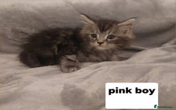 Ragcoon cats for sale: Beautiful ragcoon  - Image 3