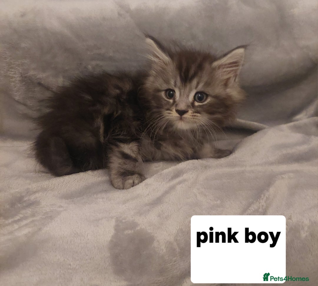 Ragcoon cats for sale: Beautiful ragcoon  - Image 3