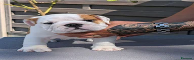 English Bulldog 2