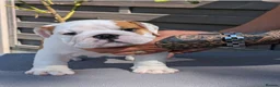 English Bulldog dogs for sale: 5 beautiful KC pups  - Advert 10