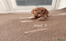 Cockapoo dogs for sale: Stunning toy Cockapoo puppies for sale  - Image 9