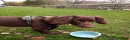 Cocker Spaniel dogs for sale: 8 month old Male Cocker Spaniel  in Accrington - Advert 4