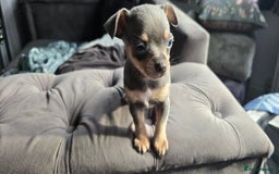 Chihuahua dogs for sale: Two males Chihuaha pups - Image 7