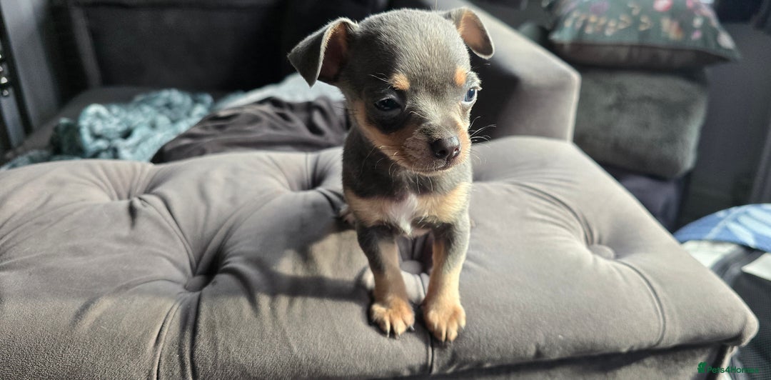 Chihuahua dogs for sale: Two males Chihuaha pups - Image 7