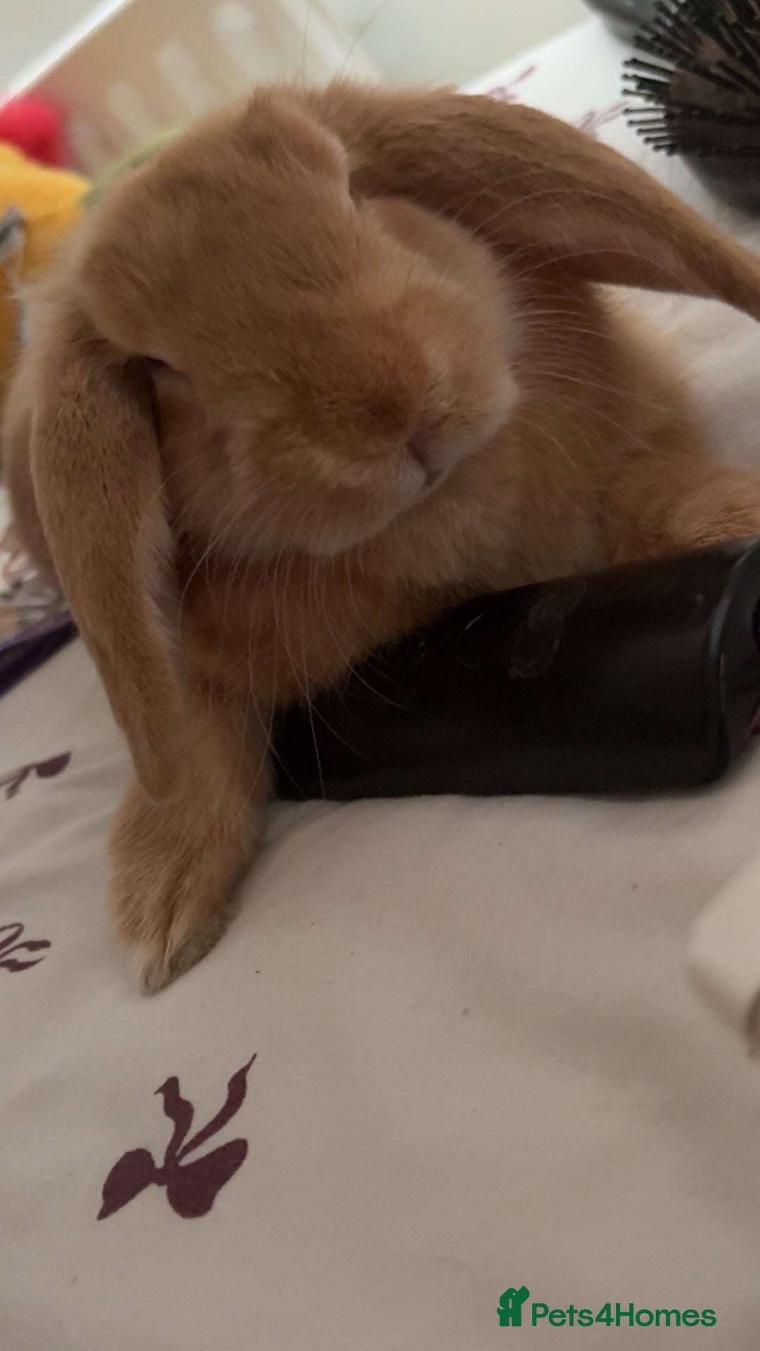 Mixed Breed rabbits for sale: Biscuit the rabbit  - Advert 4