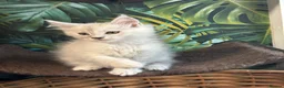 Maine Coon cats for sale: Tica registered polydactyl Maine coons  - Advert 1
