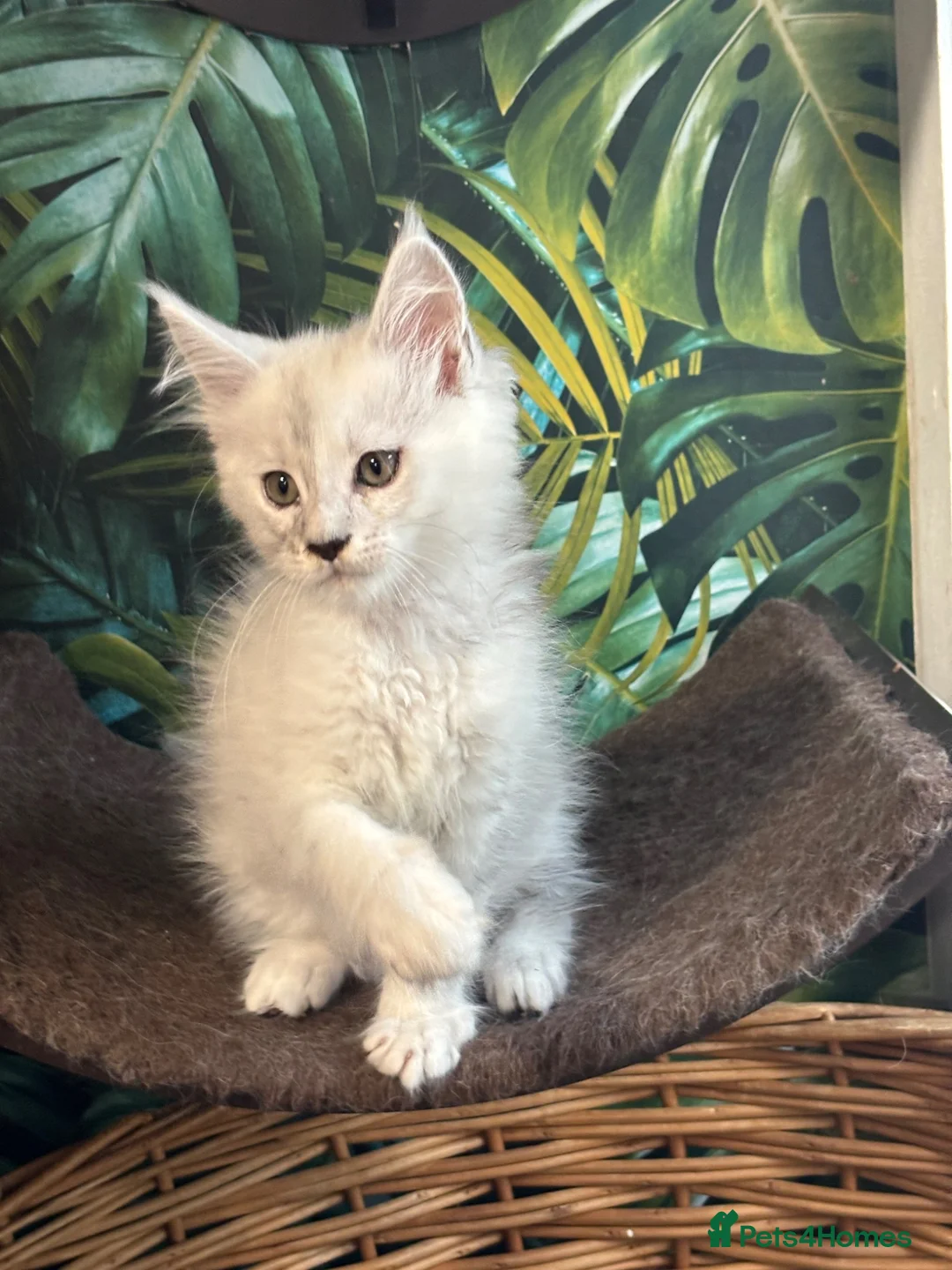 Maine Coon cats for sale: Tica registered polydactyl Maine coons  - Advert 1