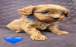 Cavapoo dogs for sale: ✨ Gorgeous F1 Cavapoo Puppies ✨ - Image 11