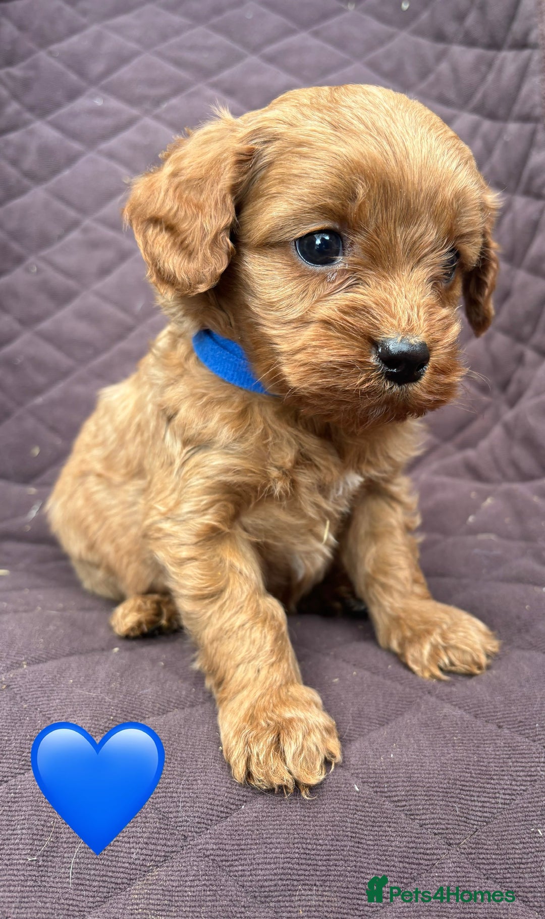 Cavapoo dogs for sale: ✨ Gorgeous F1 Cavapoo Puppies ✨ - Image 11