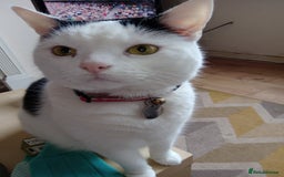 Mixed Breed cats for sale: Lovely lilo  - Image 8