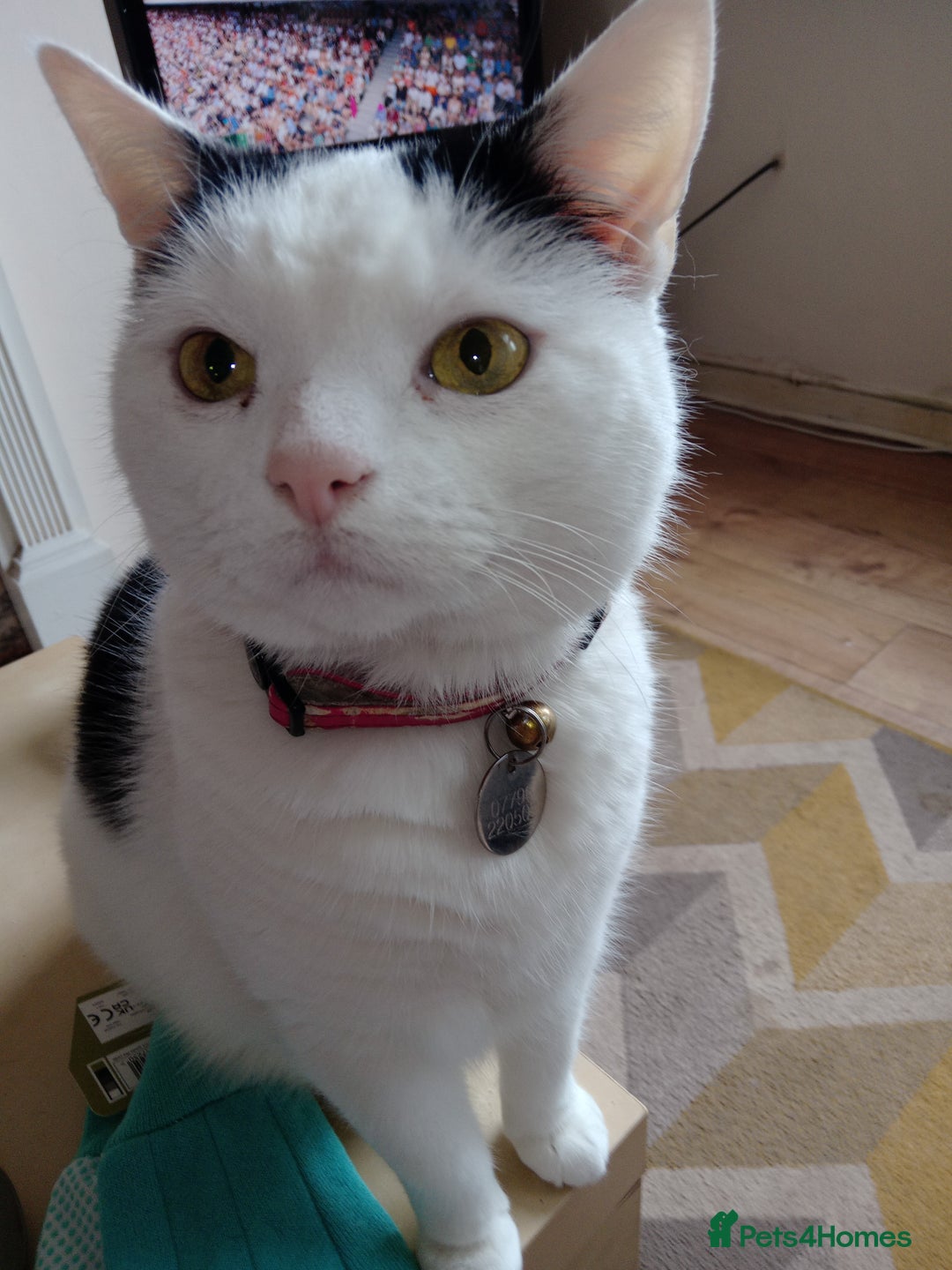 Mixed Breed cats for sale: Lovely lilo  - Image 8