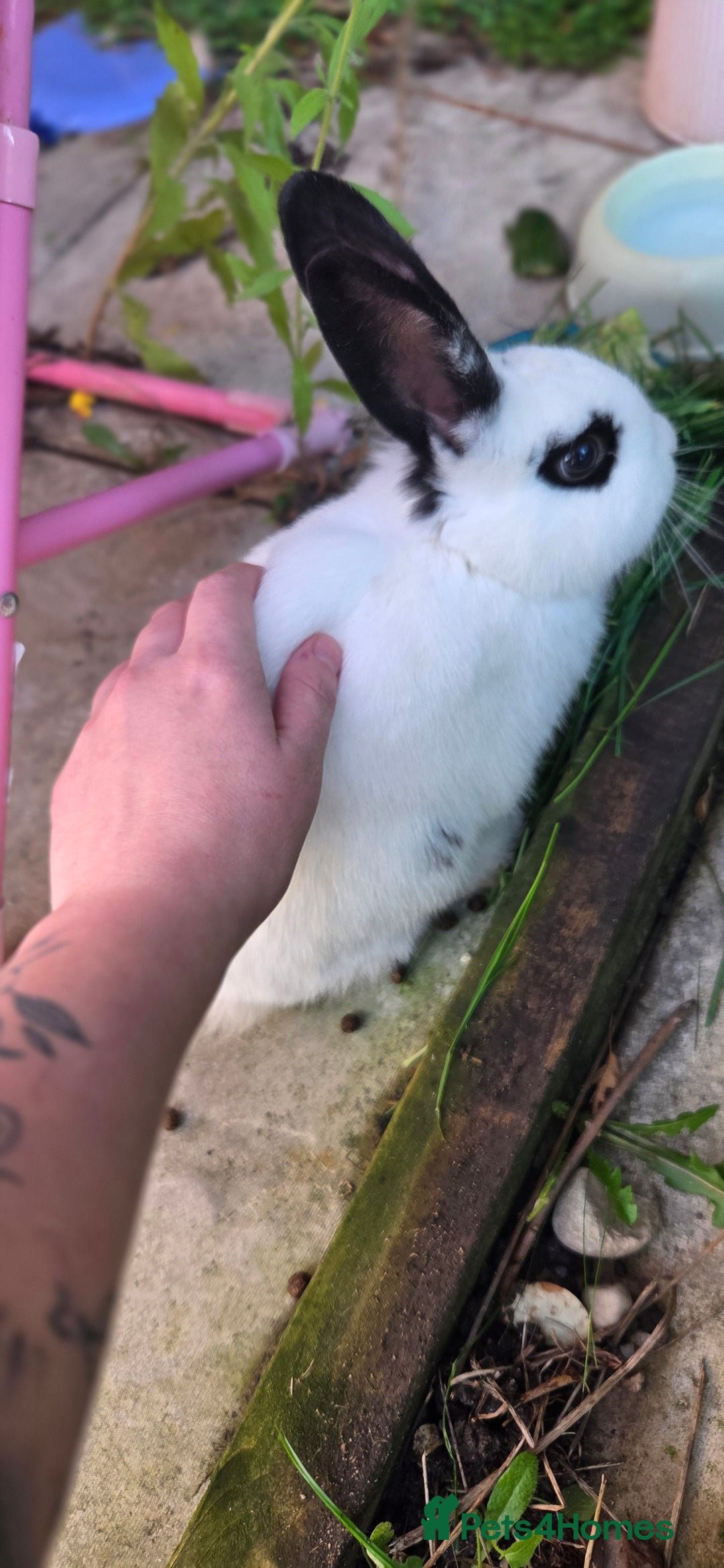 Dwarf Hotot rabbits for sale: Male black and white rabbit - Image 2