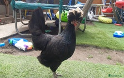 Chickens poultry for sale: Polish laying Hen for sale - Image 2