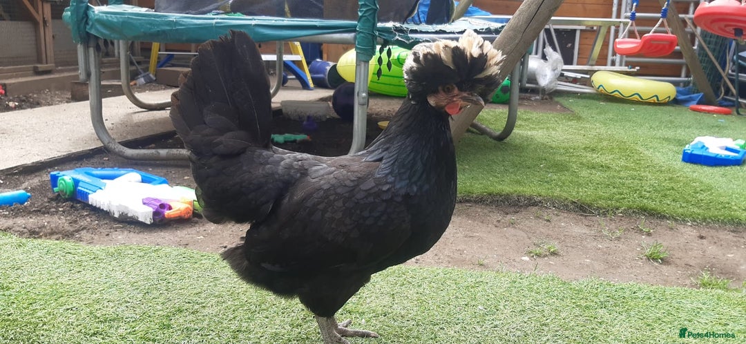 Chickens poultry for sale: Polish laying Hen for sale - Image 2