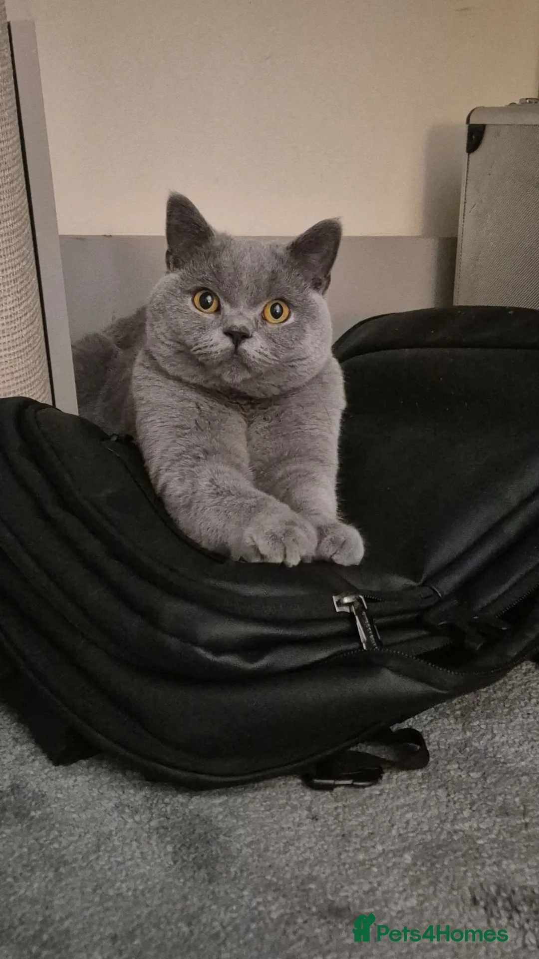 British Shorthair cats for sale: 1 year old male british short hair - Advert 3
