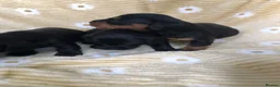 Doxiepoo dogs for sale: F1 daxiepoo puppies  - Advert 16