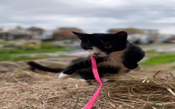 British Shorthair cats for sale: Gorgeous Girl 2 years old!!  - Image 5