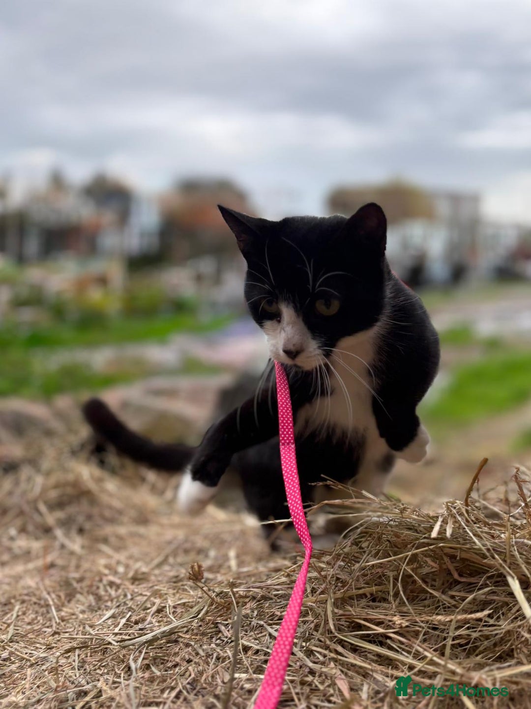 British Shorthair cats for sale: Gorgeous Girl 2 years old!!  - Image 5