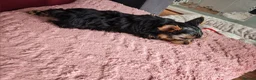 Yorkshire Terrier dogs for sale: ❤️Last boy left❤️ - Advert 4