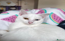 Domestic Shorthair cats for sale: Sweet Cat to Rehome (Read Description) - Image 3