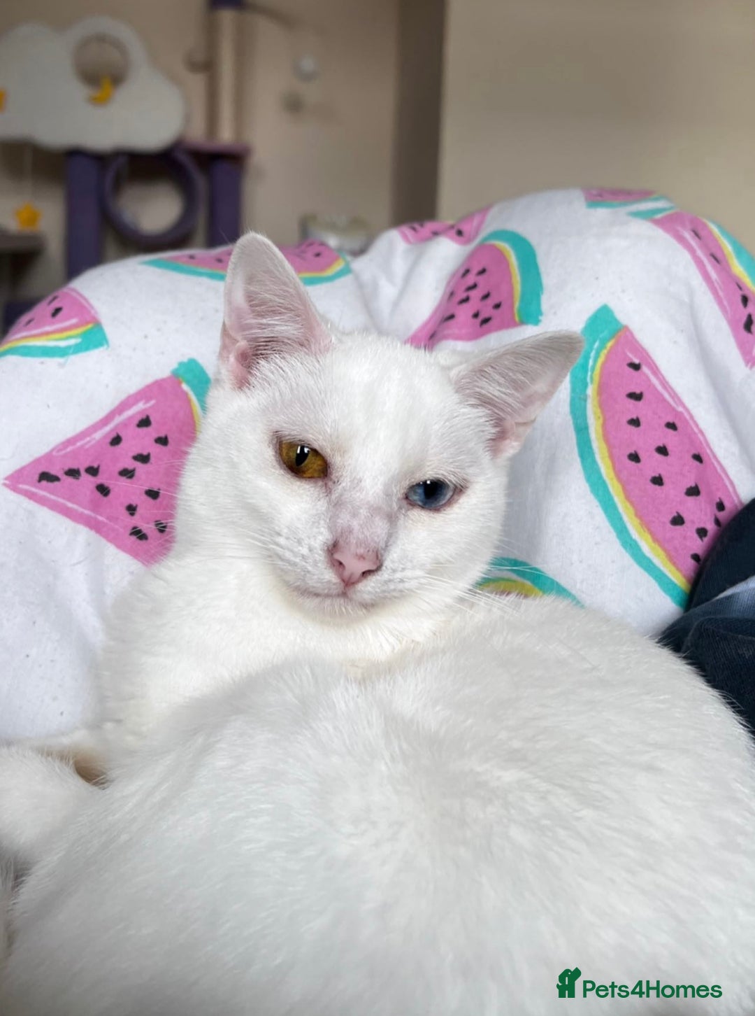 Domestic Shorthair cats for sale: Sweet Cat to Rehome (Read Description) - Image 3