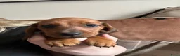Miniature Dachshund dogs for sale: Dachound puppy’s last boy !!!  - Advert 17