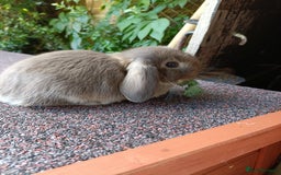 Mini Lop rabbits for sale: Pure bred mini lop baby - Image 10