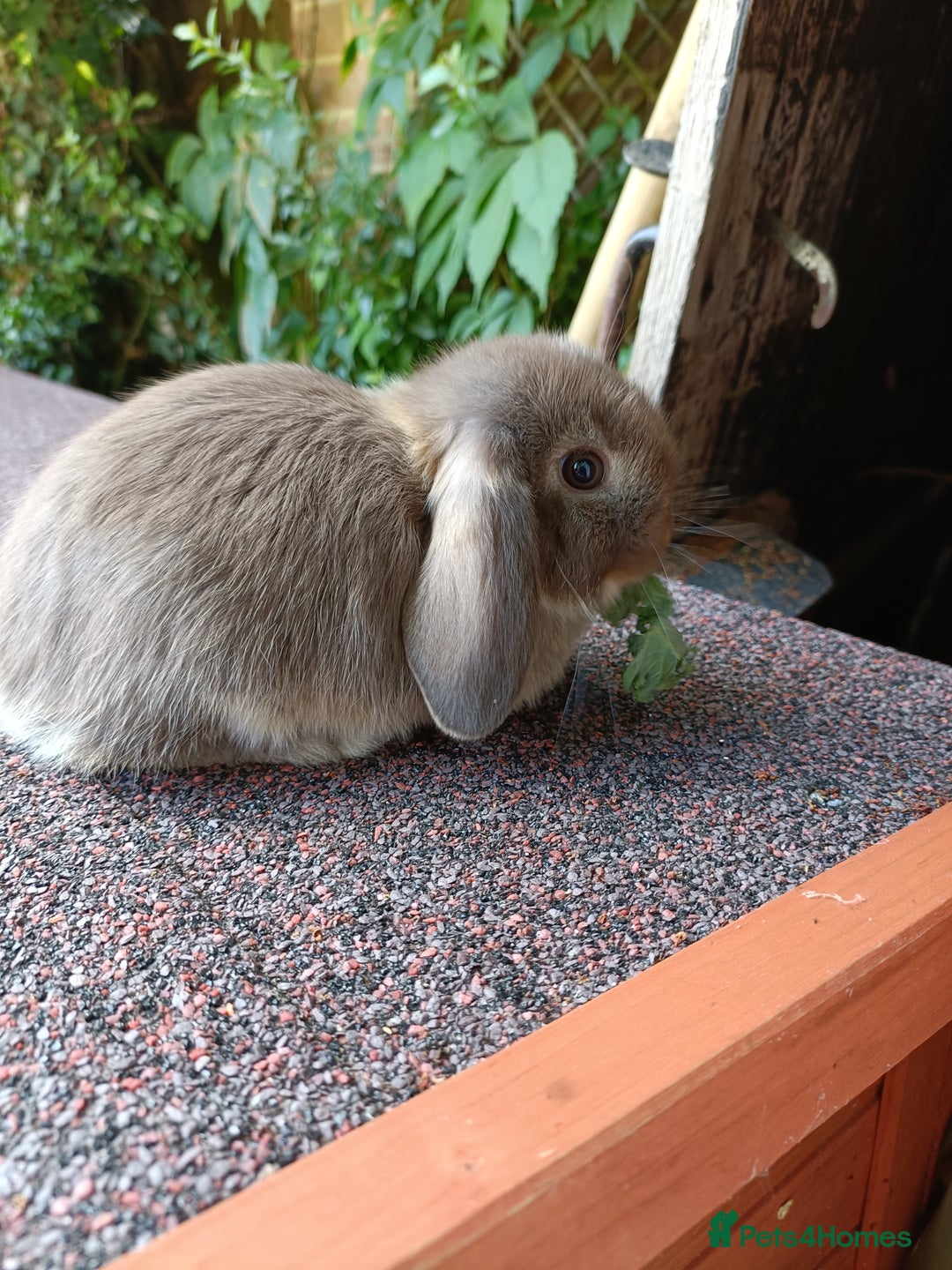 Mini Lop rabbits for sale: Pure bred mini lop baby - Image 10