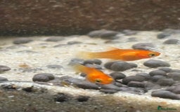 Platies fish for sale: Dwarf platys coral red and sunset  - Image 5
