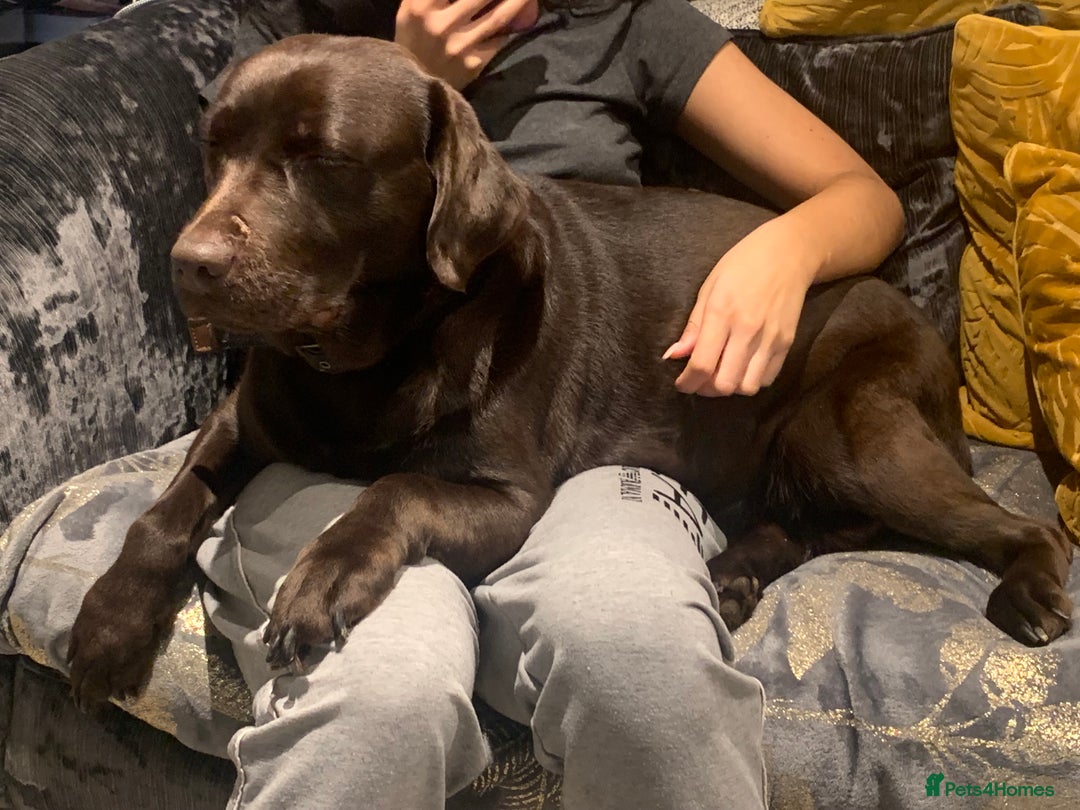 Labrador Retriever dogs for sale: Gorgeous calm loving girl  - Advert 4