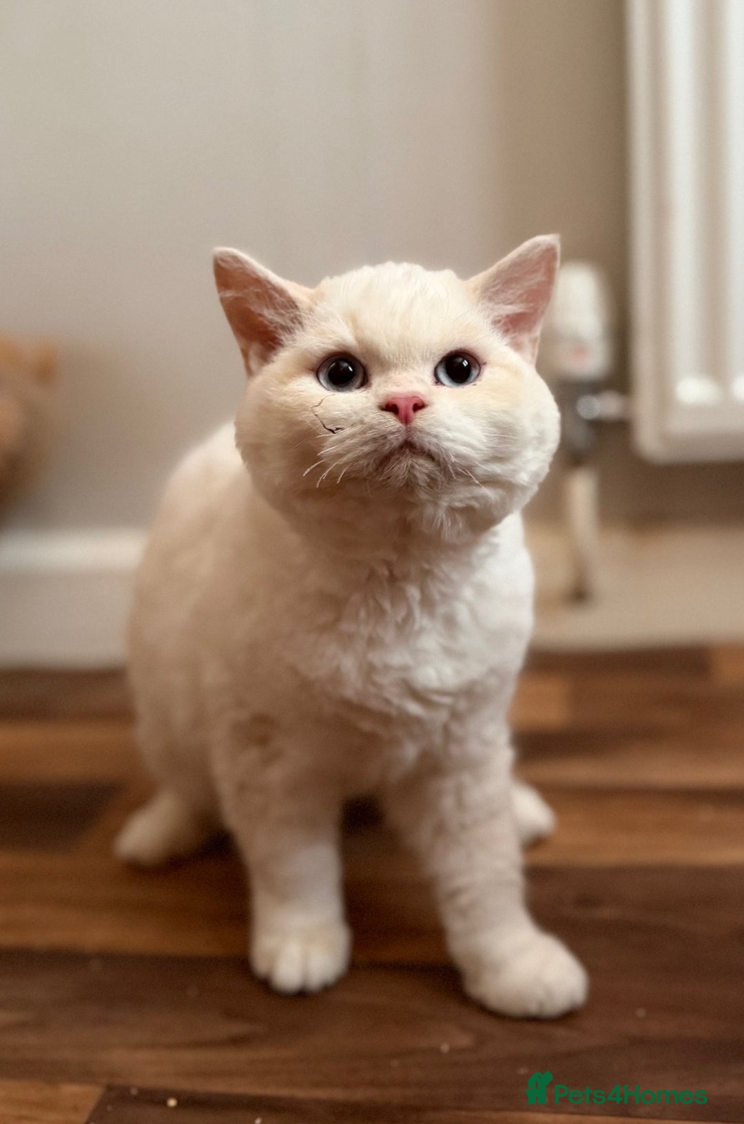 Selkirk Rex cats for sale: One Gorgeous Selkirk Rex Boy Ready to go - Advert 5