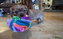 Cavalier King Charles Spaniel dogs for sale: Kc Cavalier King Charles Spaniel pups DNA tested  - Image 21