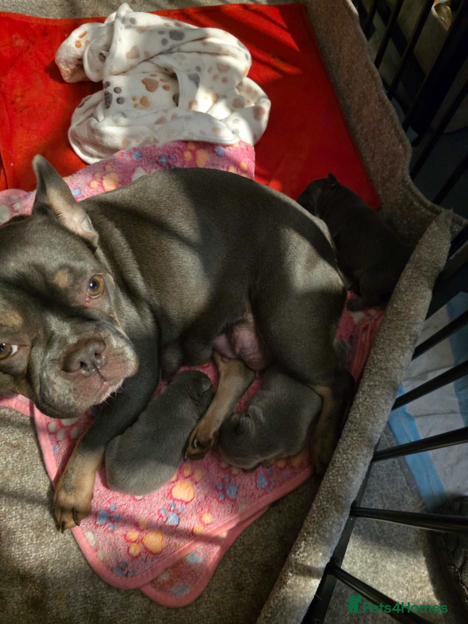 French Bulldog dogs 4 Male French Bulldog Puppies  - Advert 12