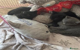 British Shorthair cats for sale: 1 Grey and 2 Black kittens - Image 6