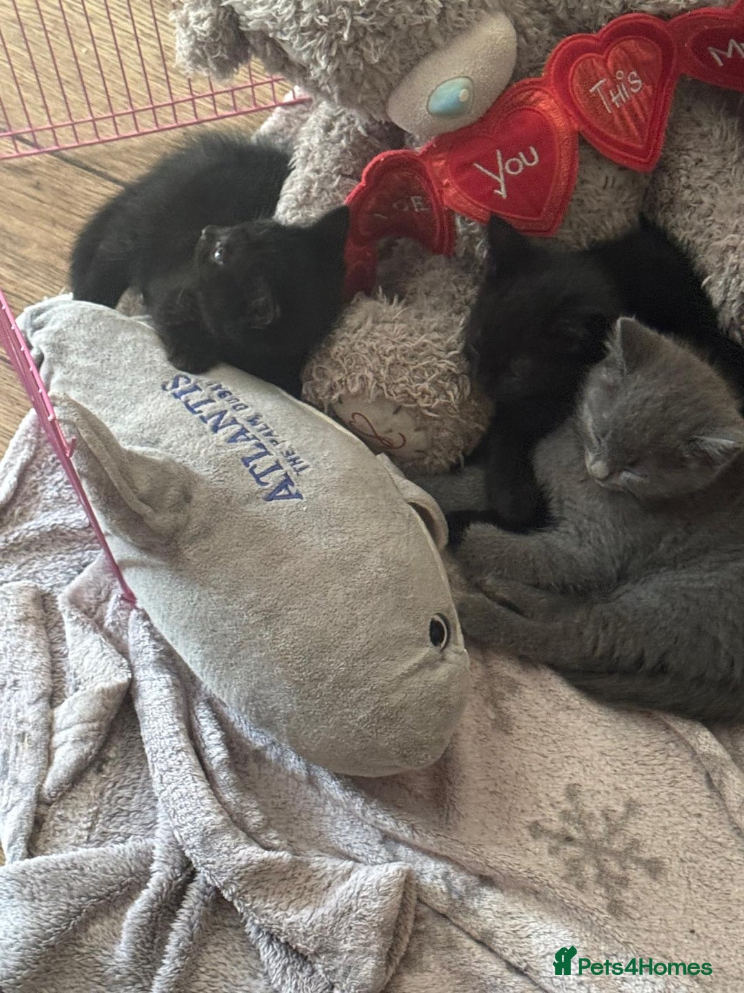 British Shorthair cats for sale: 1 Grey and 2 Black kittens - Image 6