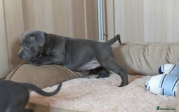 Staffordshire Bull Terrier dogs for sale: Beautiful staffy puppies - Image 11