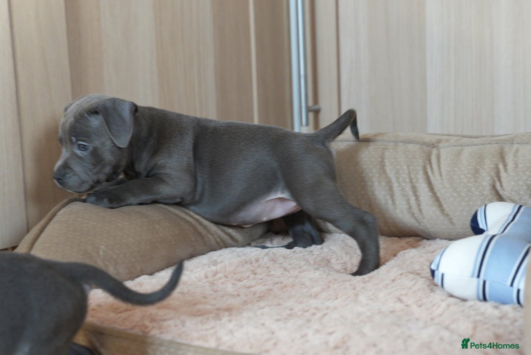 Staffordshire Bull Terrier dogs for sale: Beautiful staffy puppies - Image 11
