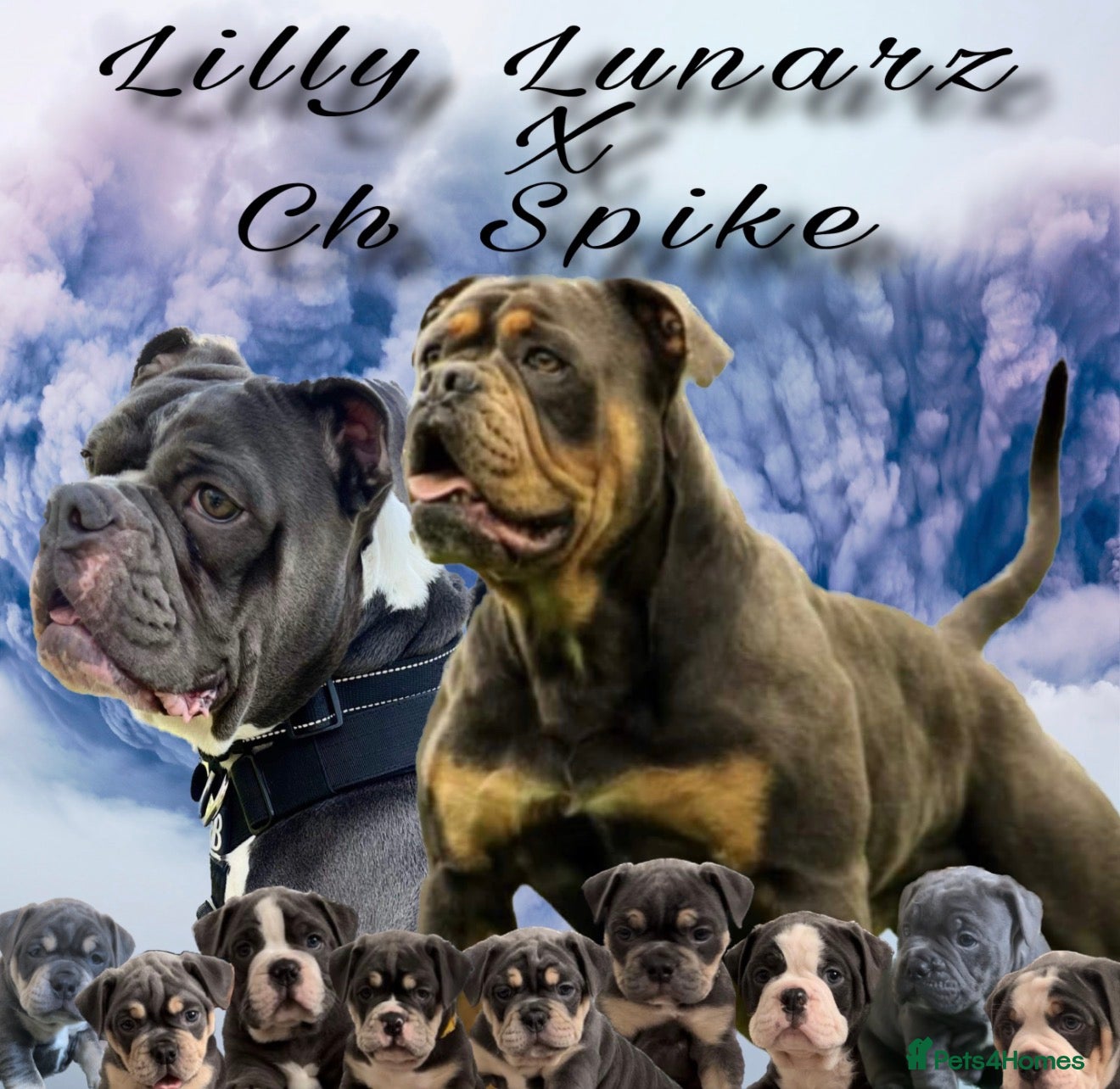 Olde English Bulldogge dogs for sale: 🔥🔥Champion bloodline Olde English Bulldog🔥🔥 - Advert 1