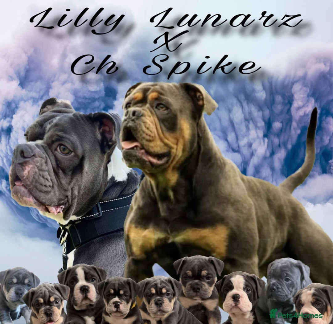 Olde English Bulldogge dogs for sale: 🔥🔥Champion bloodline Olde English Bulldog🔥🔥 in Derby - Advert 1