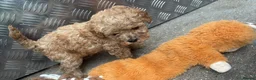 Cavapoo dogs for sale: Cavanpoo puppies  - Advert 7