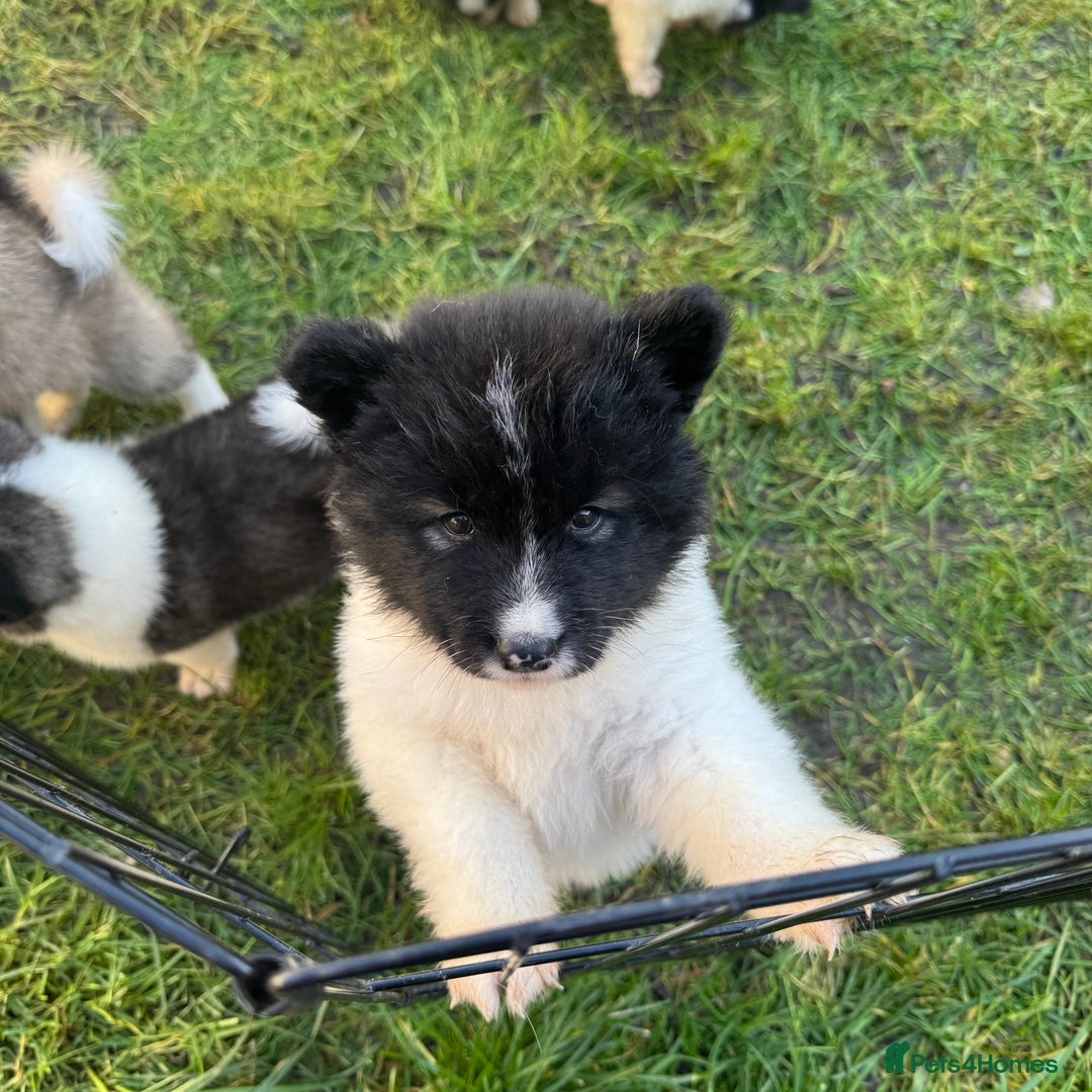 Akita dogs for sale: Quality Family Raised American Akita Puppies - Advert 6