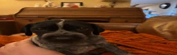 German Shorthaired Pointer dogs for sale: German Shorthaired Pointer - Advert 5
